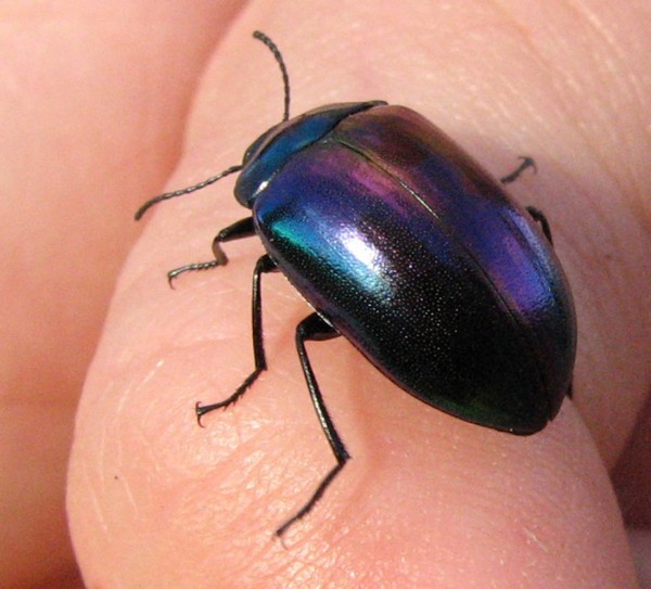 Rainbow Beetle